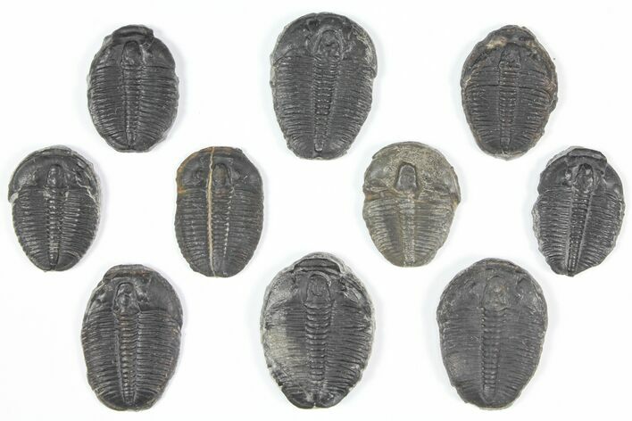 Lot: Elrathia Trilobites - Pieces #92074